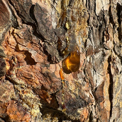 Boswellia (AKBA)